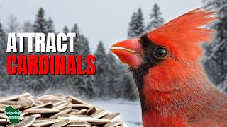 Want Cardinals in Your Yard? Feed These 5 Foods!