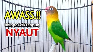 Download lagu Lovebird GACOR Ngekek Panjang Buat Pancingan, HITUNGAN DETIK Lovebird DIAM Langsung NYAUT mp3