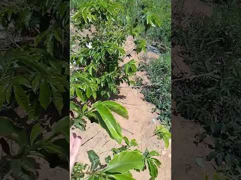 Lindos grãos de cafés safra 26 na zona rural de Cabo Verde-MG!#minasgeraisbrasil#vidanaroça #fazenda