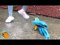 Huge Parrot Was So Hard To Handle Until A Girl Saved Him Cuddle Buddies