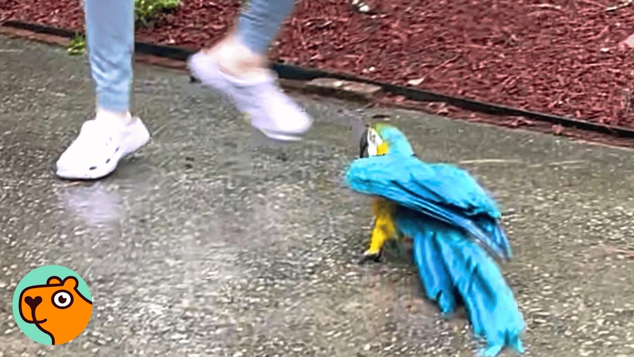 Huge Parrot Was So Hard to Handle Until A Girl Saved Him | Cuddle Buddies