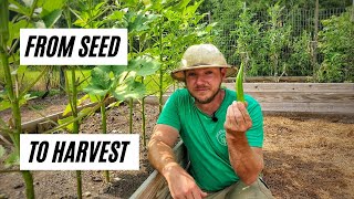 How to Grow Okra In Raised Beds or Containers |From Seed to Harvest|