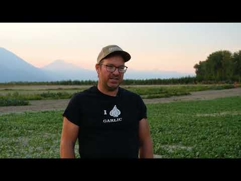 Garlic Farmer Using Biofumigant Mustards