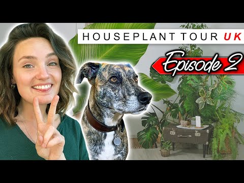 HOUSE PLANT TOUR UK | Episode 2 🌿 Findon Garden Centre