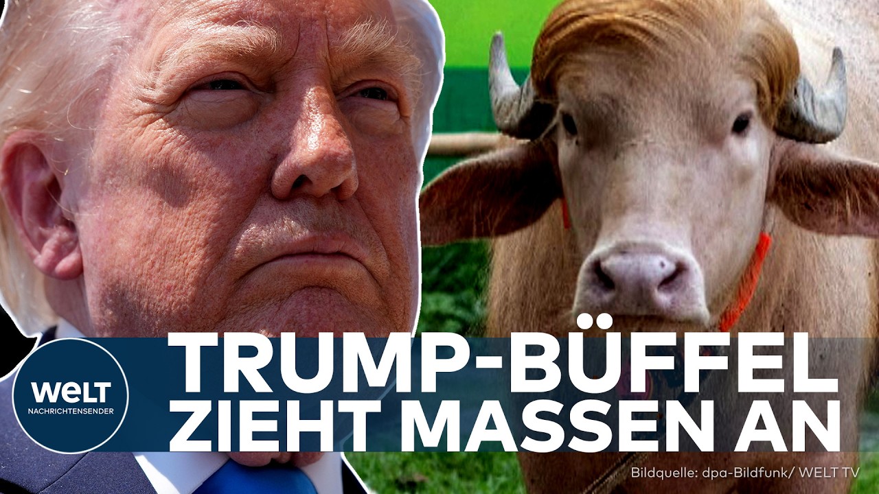 BANGLADESCH TRUMP-BÜFFEL: Albino-Tier sieht aus wie Donald Trump – jetzt droht die Schlachtung