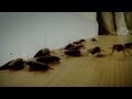 Sitting On Roaches Infested von Anima