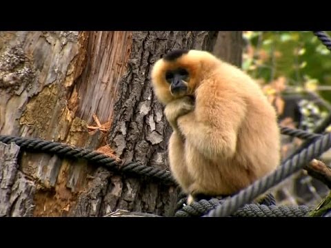 Tylko dla dorosłych - Kacper Ruciński - dubbing zwierzątek, odc. 16