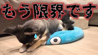 犬、限界を迎える。 #犬との暮らし #チワワ #可愛い