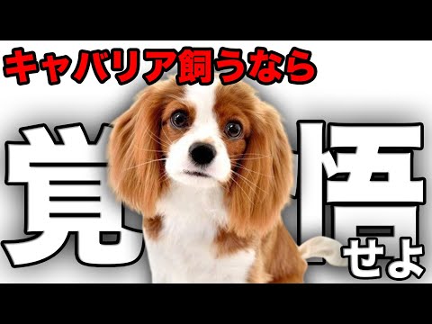 キャバリア・キング・チャールズ・スパニエル