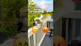 Download lagu Cockatoo Teasing Kookaburra mp3