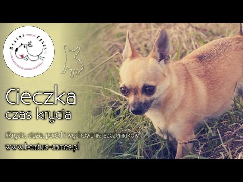 , title : 'Cieczka - czas krycia'