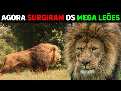 Called MEGA LION, these lions are BIGGER THAN SEKEKAMA