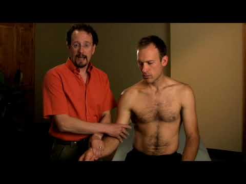 Biceps Brachii Palpation