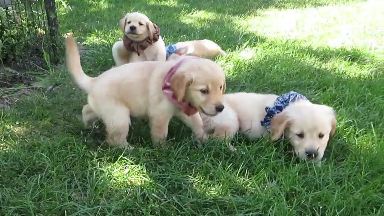 Enlarge Gabe, an adopted Golden Retriever in Crown Point, IN video 2/4
