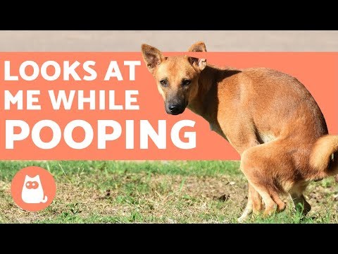 Why Does My Dog Look at Me When They Poop? - YouTube