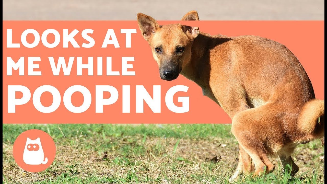 Why is my dog’s poop growing mold? Archive EN