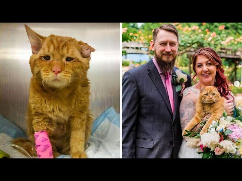 Couple Asks Shelter for Saddest Cat. An Hour Later the Unbelievable Happens