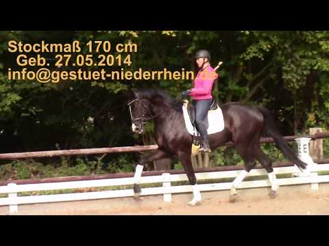 L-Siegreicher Dunkelbrauner Wallach Danzador von dem Prämienhengst San Amour