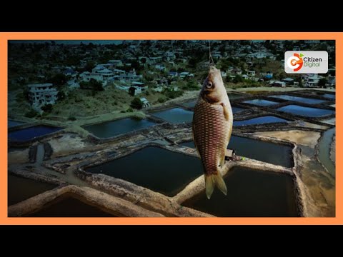 Former gang members turn to fishing and tree planting