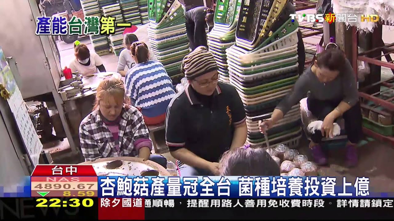 杏鮑菇產量冠全台 菌種培養投資上億