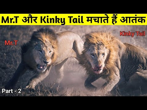 Mr.T और Kinky Tail ख़त्म करते हैं Tsalala Pride के बच्चों को || True Story Of Mr.T & Kinky Tail ||