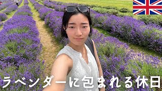 [🇬🇧ロンドン生活]🪻ラベンダーづくしな一日過ごしてみた/🫖ラベンダークリームティーとは/📚歴史のあるイギリスのラベンダー/🚃ロンドンから日帰り旅行