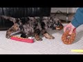 Cockapoo dogs for sale: Biscuit - Video 1