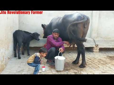download lagu mp3 mp4 Fresh Buffalo Milk Near Me, download lagu Fresh Buffalo Milk Near Me gratis, unduh video klip Fresh Buffalo Milk Near Me