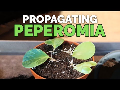 Propagating Thyme My Dirt Simple Method For Success