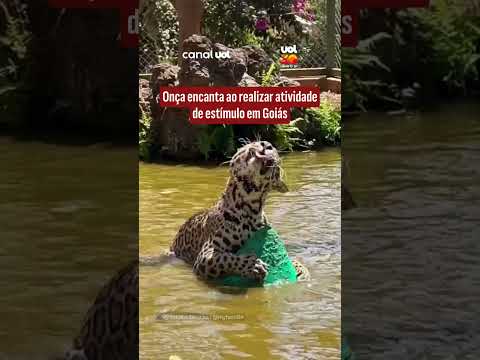Onça encanta ao realizar atividade de estímulo em Goiás