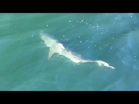 Drone Captures School of Sharks Near Long Island Shore