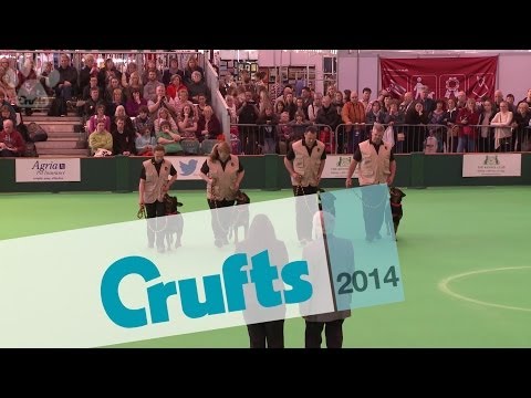 Obreedience | Heelwork | Part 1 | Crufts 2014