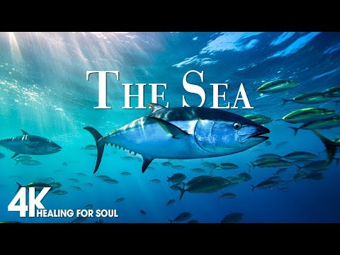Under The Sea 4K - Scenic Relaxation Film With Calming Cinematic Music - Amazing Ocean