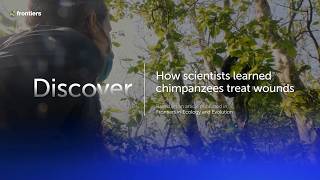 How scientists learned chimpanzees treat wounds