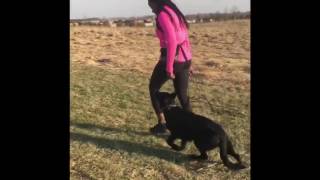 Onyx - Protection Dog Training - Obedience at 5mos