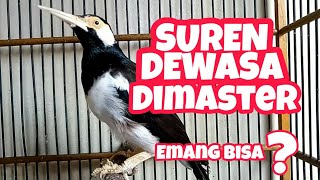 Download lagu Suren Dewasa Bisa Dimaster? mp3
