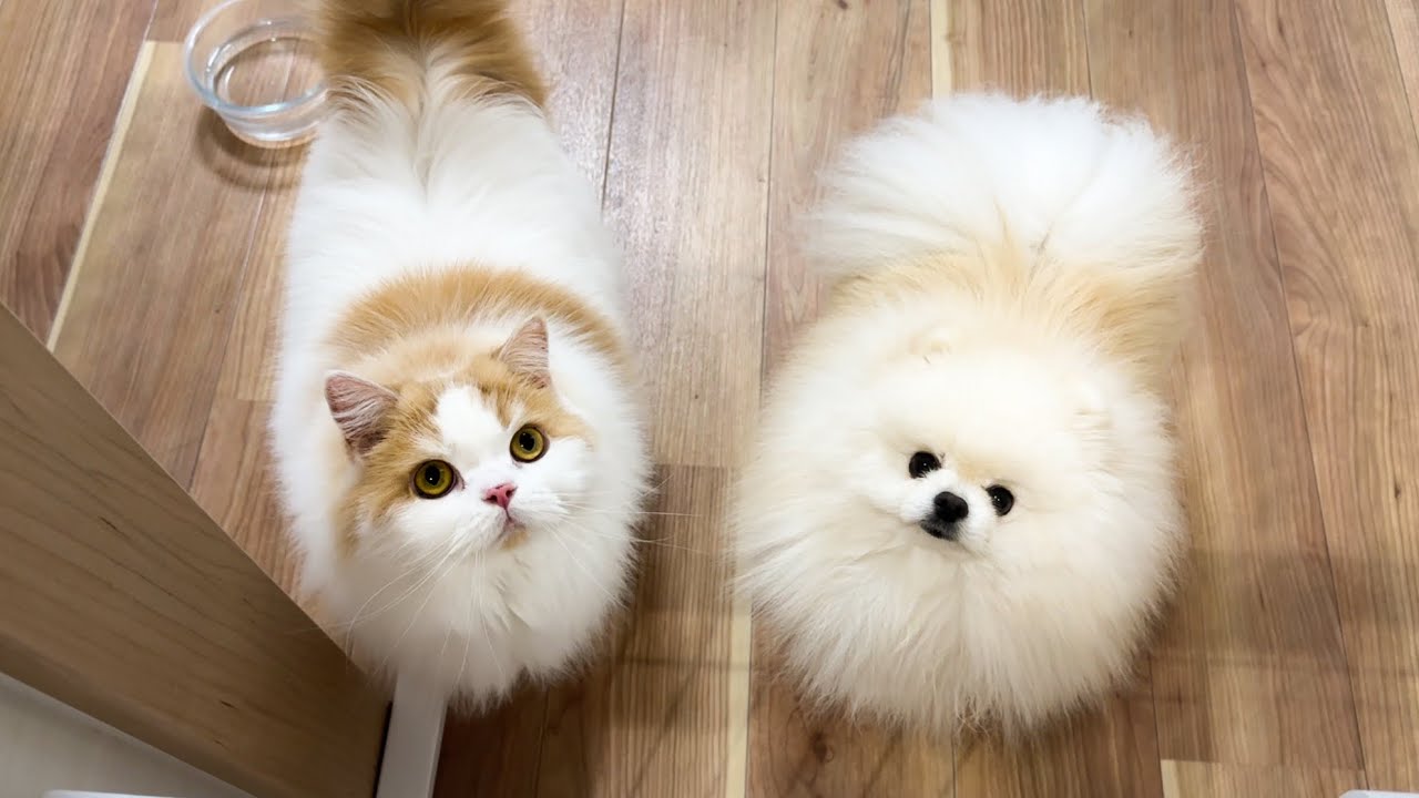 仕事をしてたら猫と犬が協力して必死に訴えてきました！