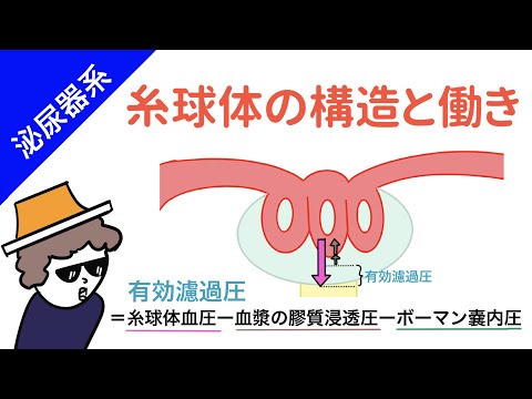 神経が糸でぶら下がっている