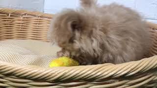 ハーフ犬の動画01