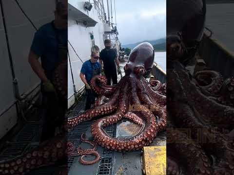 Giant Octopus Caught by Fishermen!🐙🦑🦐🦀  #deepseafishing #giantseacreature #fishingexploration