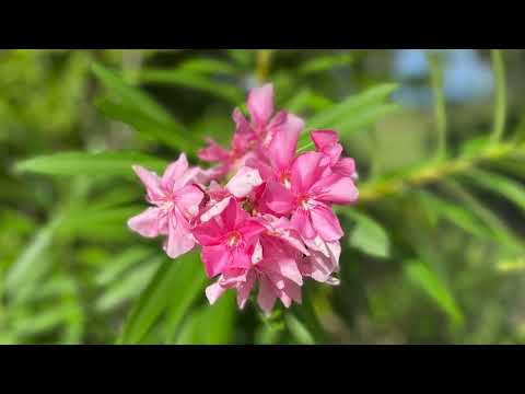 image : Samedi au jardin : Saint-Avé  (Morbihan)