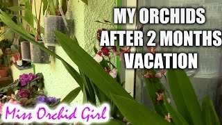My Orchids after 2 months of vacation - how I kept them watered