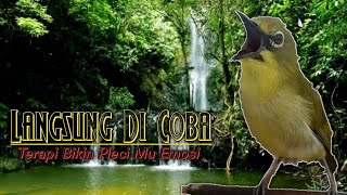 Download lagu TERAPI PLECI OMBYOKAN AGAR NGERIWIK KASAR 🔰 Putar Dan Buktikan Di Pleci Mu mp3