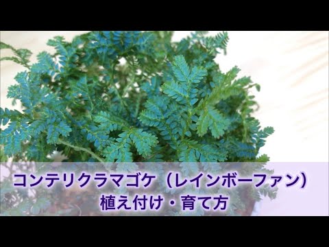 レインボーフェスク 植物