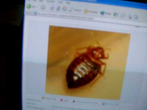 crystal silica gel cat litter crushed & powdered can kill a bed bug : habits