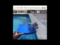 Scared Little Bird trying to get into the swimming pool |yomamaitsjoemama