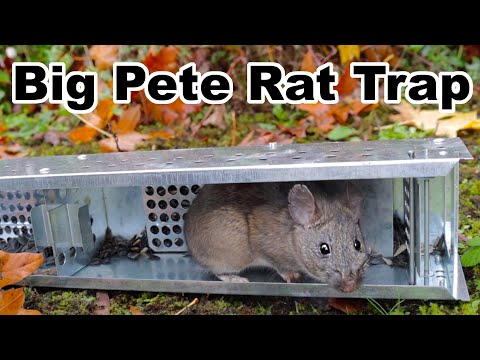 Trapping Huge Pack Rats With The Big Pete Trap. Mousetrap Monday.
