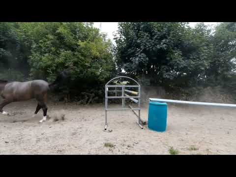 3yr old Phenomene Bleu gelding Dam OBOS Quality - Image 2