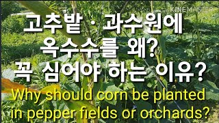 옥수수를 고추밭ㆍ과수원에 꼭 심어야 하는 이유?  Why should corn be planted in pe…