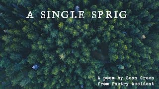 A Single Sprig